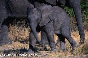 Young elephant